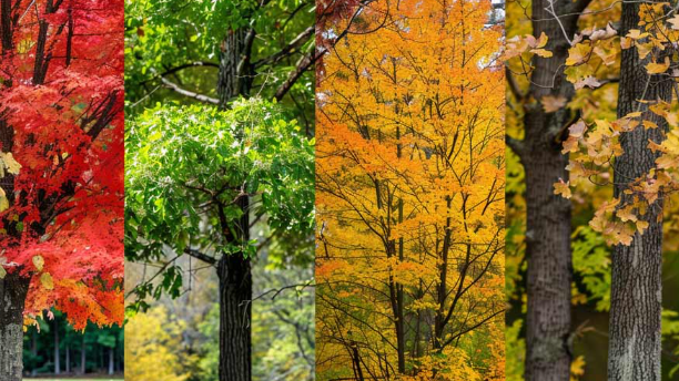 Seasonal Tree Care Across U.S. Climates: A Homeowner’s Guide